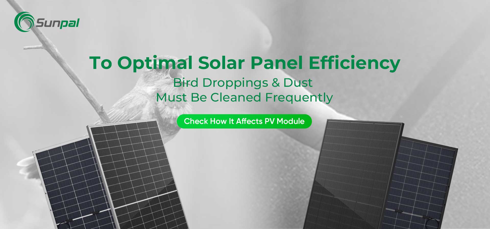 Пил і пташиний послід: очищення для оптимальної роботи сонячних панелей